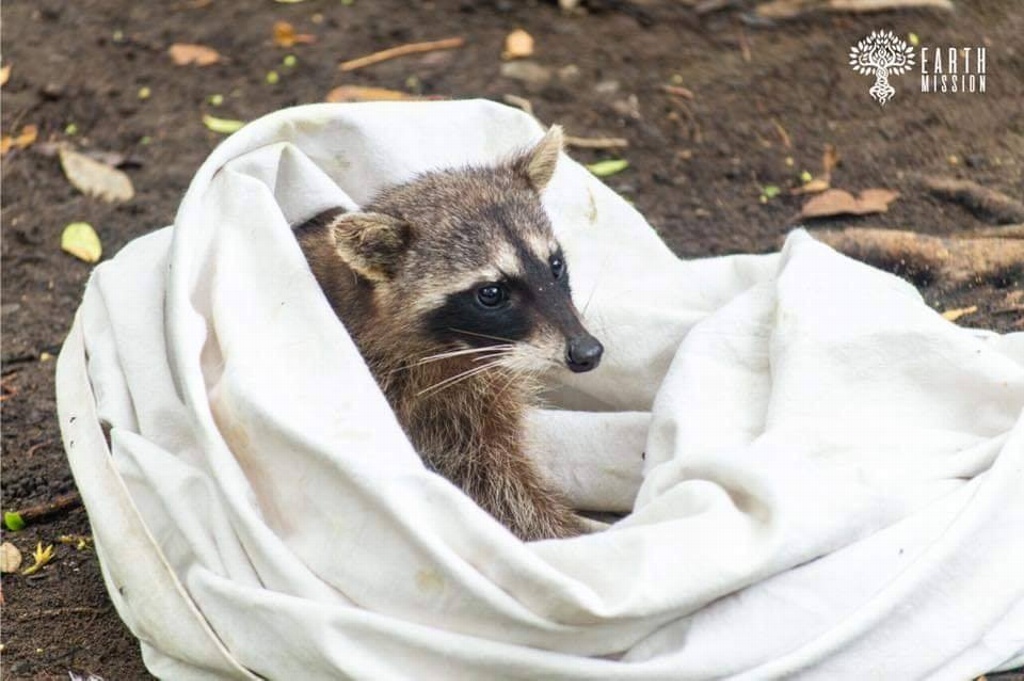Imagen Contacto entre fauna silvestre y humanos en Veracruz aumenta durante contingencia por Covid-19