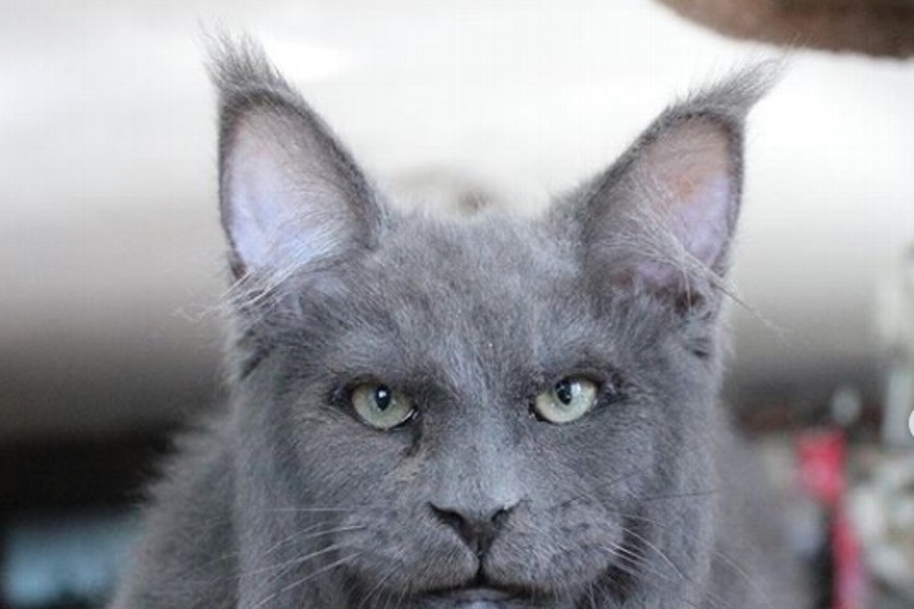 Imagen Sorprenden gatos con rostros 'humanos'; causan furor en redes (+fotos)