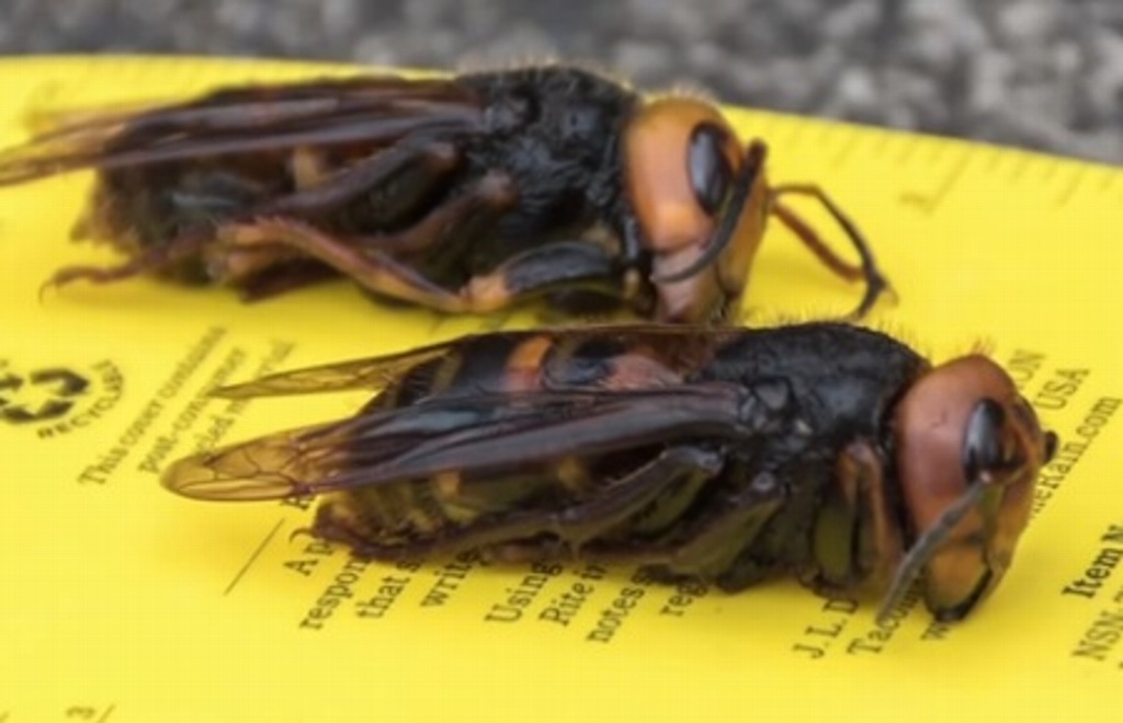 Imagen Alertan en EU de llegada del avispón asiático gigante que puede matar personas (+Video)