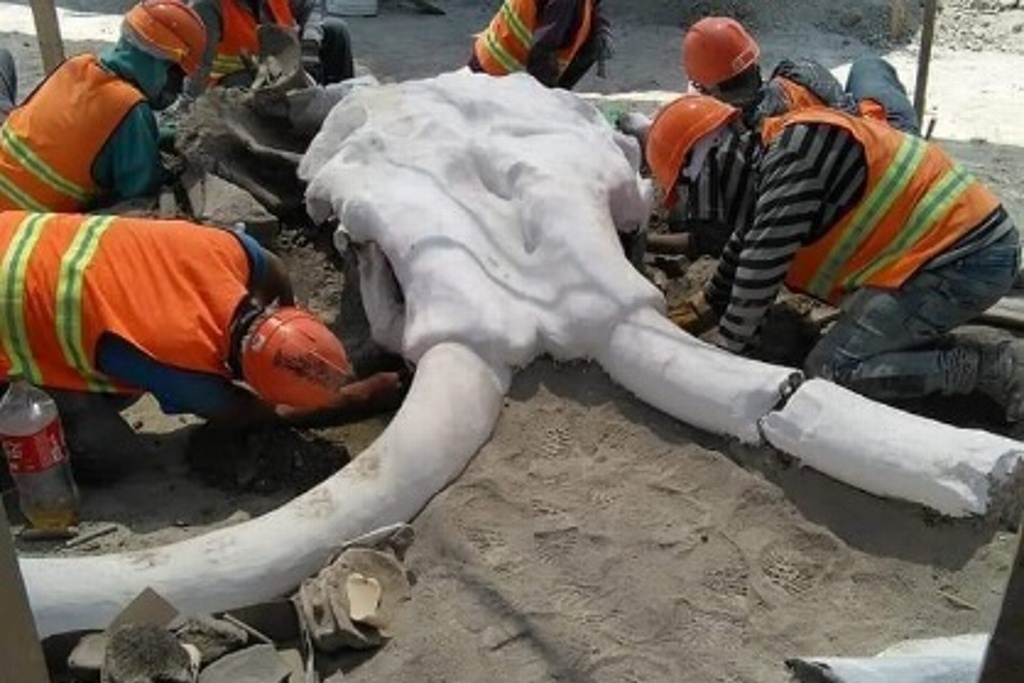 Imagen Encuentran restos de 60 mamuts en nuevo Aeropuerto de Santa Lucía