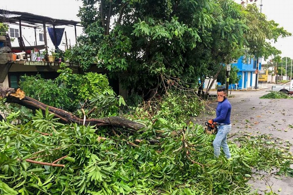 Imagen Lluvias deja daños en puente y barda, así como árboles caídos en Poza Rica 