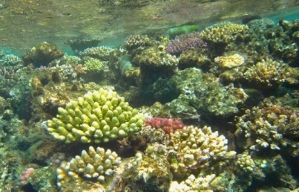 Imagen Proyecto europeo diseña 36 arrecifes artificiales; han sumergido nueve
