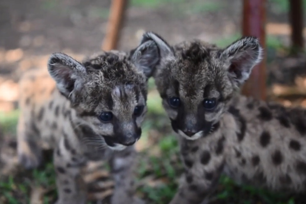 Imagen Llaman Pandemia y Cuarentena a dos pumas nacidos en zoológico de Córdoba, Veracruz