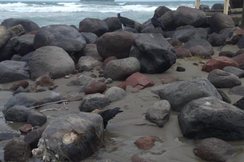 Imagen Encuentran tortuga muerta en playas de Boca Del Río