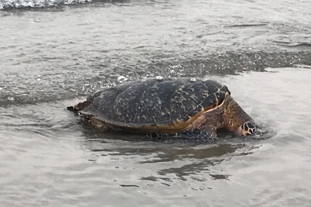 Imagen Reporta Parque Arrecifal Veracruzano que han encontrado más de 20 tortugas muertas 