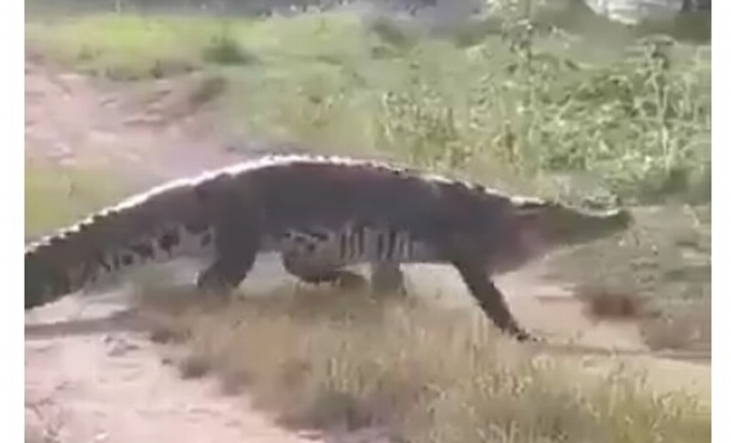 Imagen Captan a cocodrilo caminando en calles de colonia en Coatzacoalcos, Veracruz (+Video)