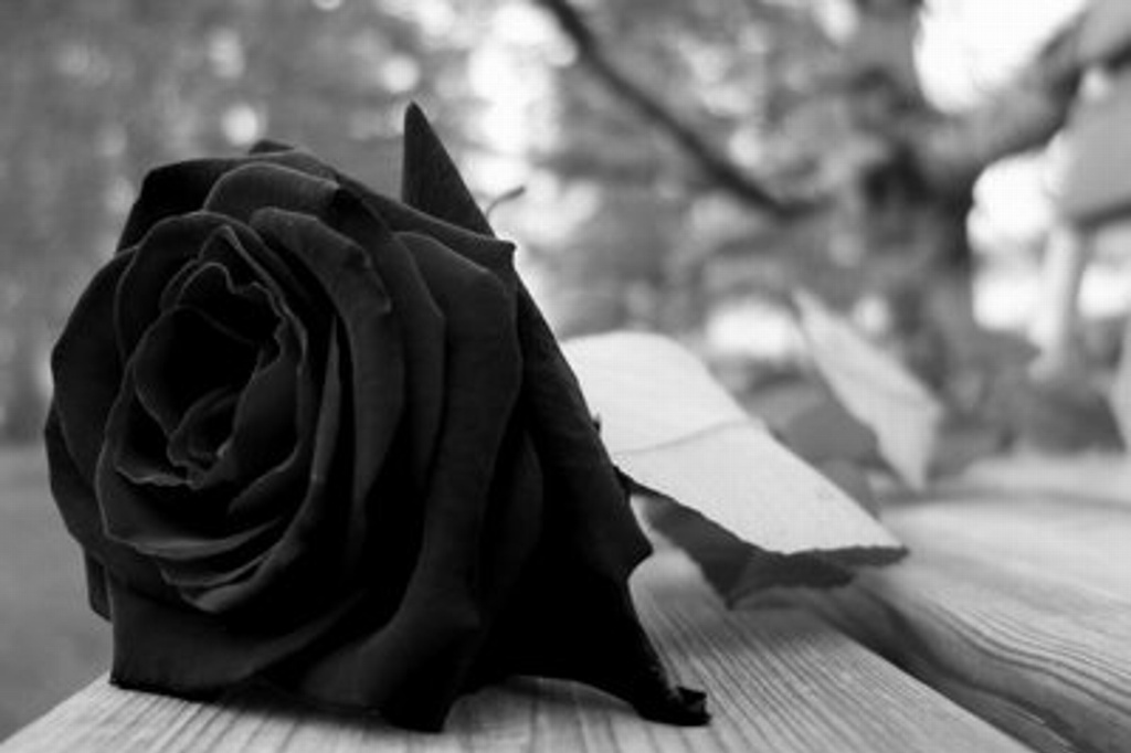 Imagen Fallece el periodista León Marcel Navarrete en Veracruz