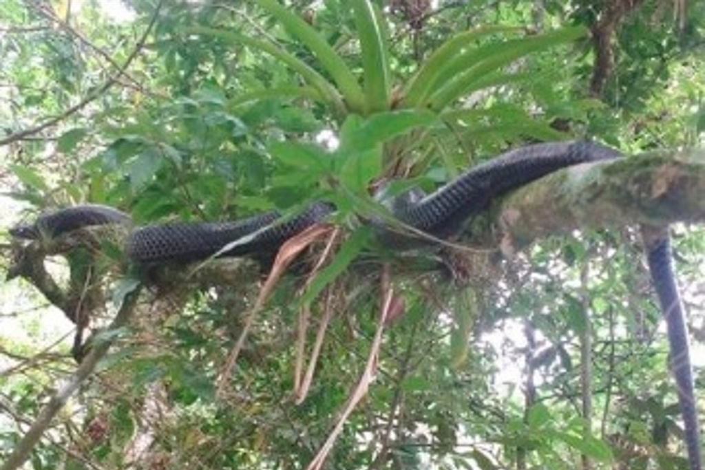 Imagen Avistan imponente serpiente en Zongólica, Veracruz