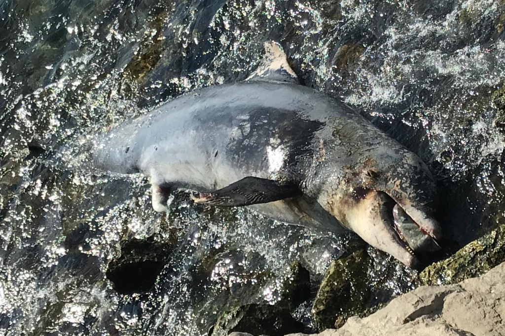 Imagen Delfín hallado muerto tenía mordidas de tiburón