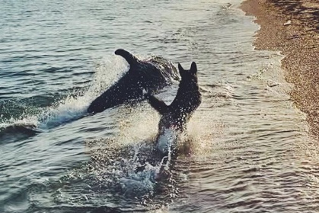 Imagen Se viraliza video de perrito jugando con un delfín (+video)