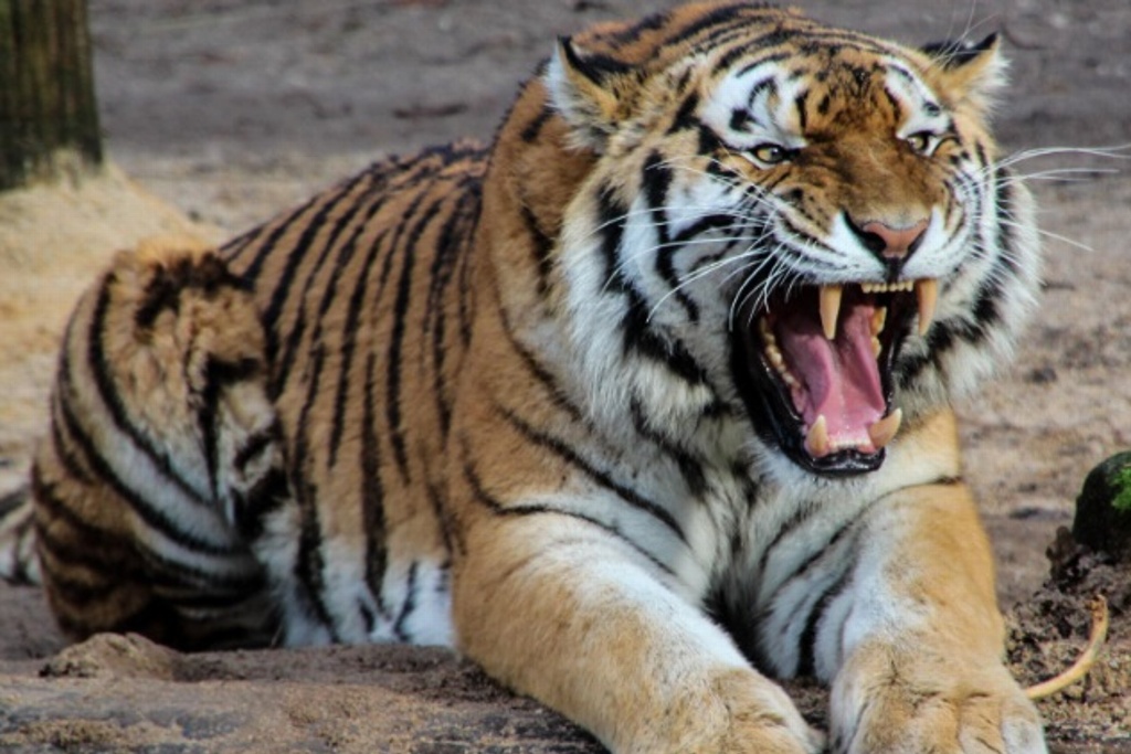 Imagen Tigre ataca y mata a cuidadora en zoológico de Suiza