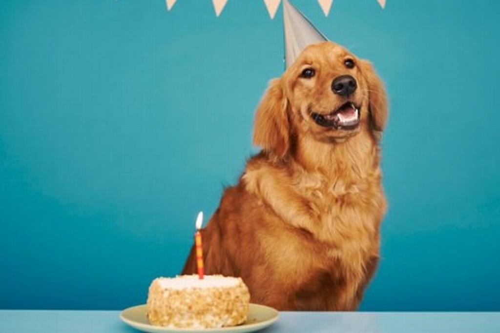 Imagen Determinan científicos cuánto equivale un año humano en perros