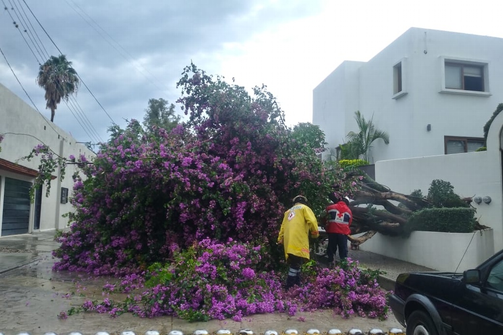 Imagen Azota tromba a la ciudad de Oaxaca; reportan caída de árboles (+Video y Fotos)
