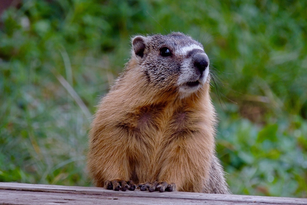 Imagen Adolescente muere de peste bubónica tras comer carne de marmota