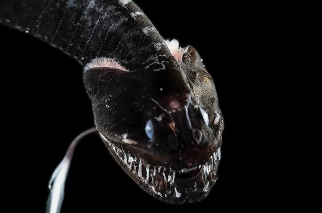 Imagen Hallan 16 nuevas especies de peces “terroríficos” en aguas profundas