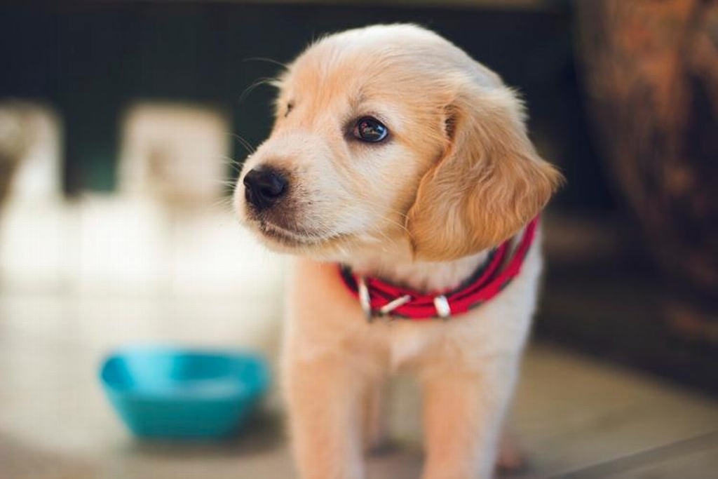 Imagen Aprende a cómo eliminar las garrapatas de tu perro