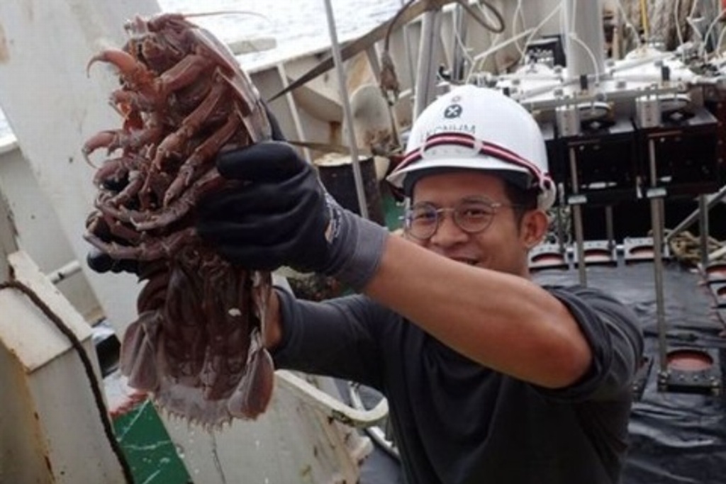 Imagen Descubren cucaracha gigante en el fondo del mar