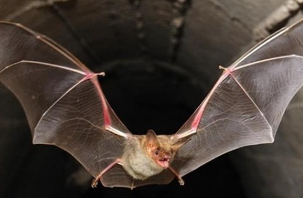 Imagen COVID-19 lleva décadas circulando en los murciélagos: investigadores