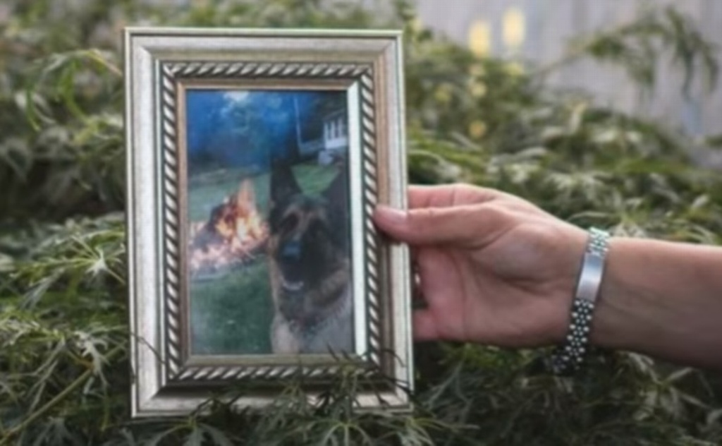 Imagen Muere 'Buddy', el primer perro en dar positivo a COVID-19 en EU