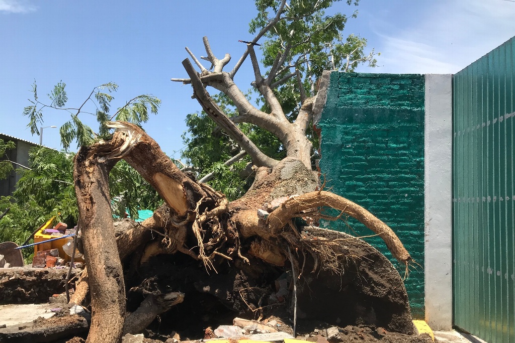 Imagen Enorme árbol cae, destroza barda y daña camión urbano en colonia de Boca del Río