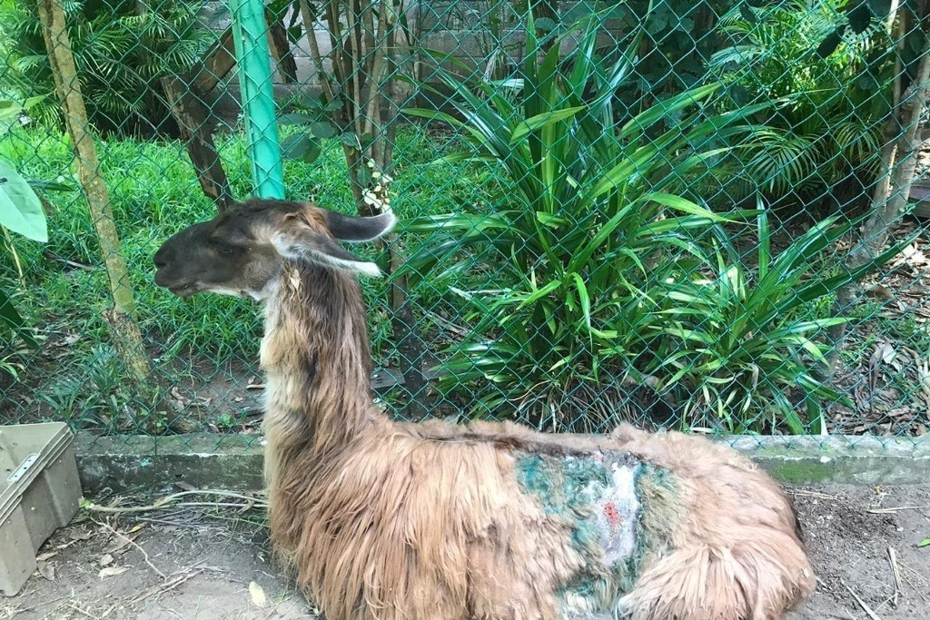 Imagen Urgen atender a los animales del zoológico de Veracruz 
