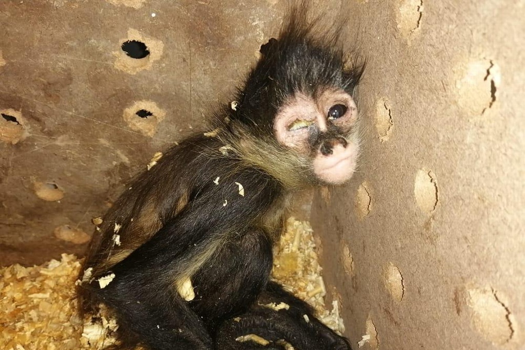Imagen Rescatan a mono araña en aeropuerto de Ciudad Juárez; tenía conjuntivitis y deshidratación (+video)