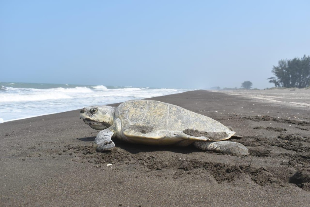 Imagen Más especies marinas y aves llegan a playas de Veracruz durante pandemia (FOTOS)