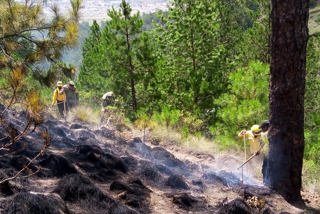 Imagen Se registra incendio forestal en un ejido de Perote, Veracruz