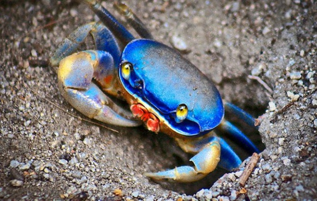 Imagen Veterinarios ayudan en el rescate y reubicación de cangrejo azul de la Riviera Veracruzana