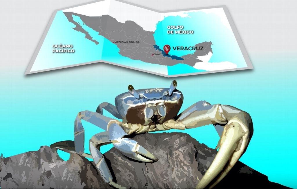 Imagen Establecen veda temporal para captura comercial de cangrejo azul en costas de Veracruz