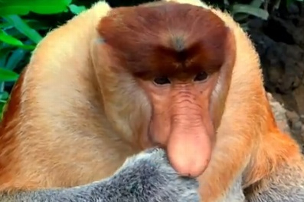 Imagen Animales feos también deben preservarse: campaña de World Animal Protection (+Video)