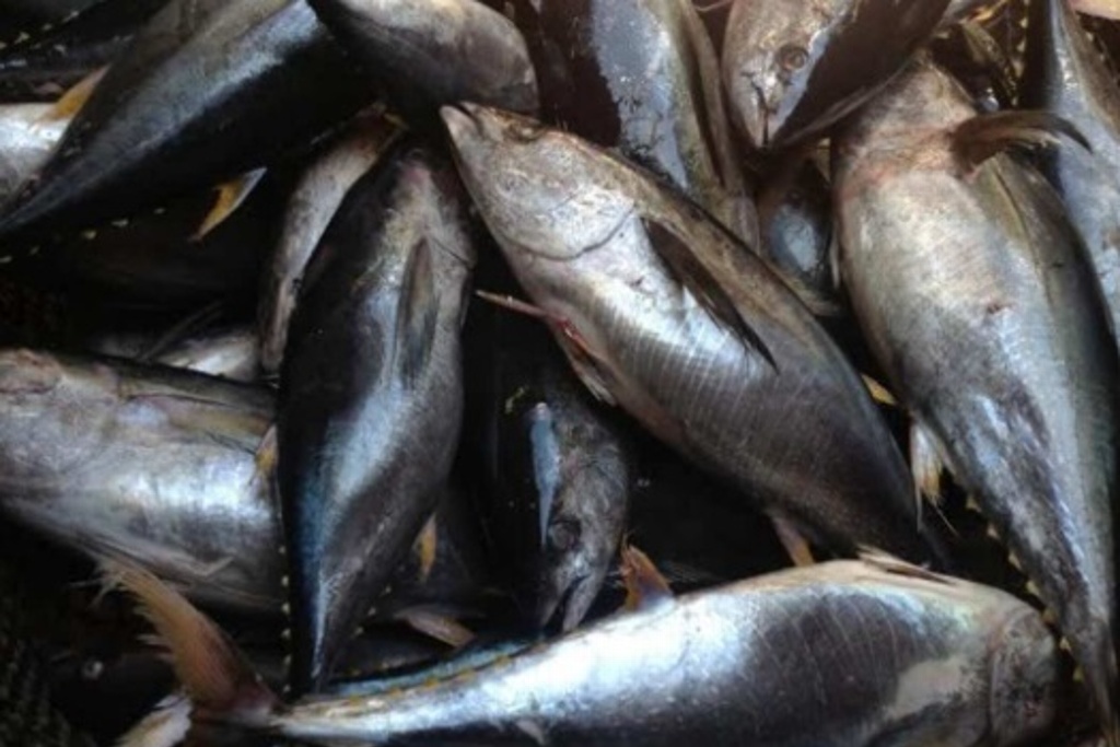 Imagen Hallan carne de delfín en latas de atún investigadores de UNAM