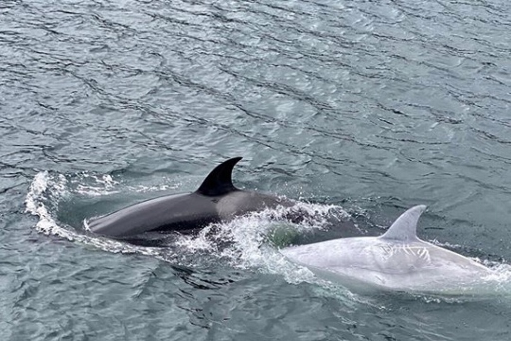 Imagen Captan a orca blanca en Alaska (+Video)