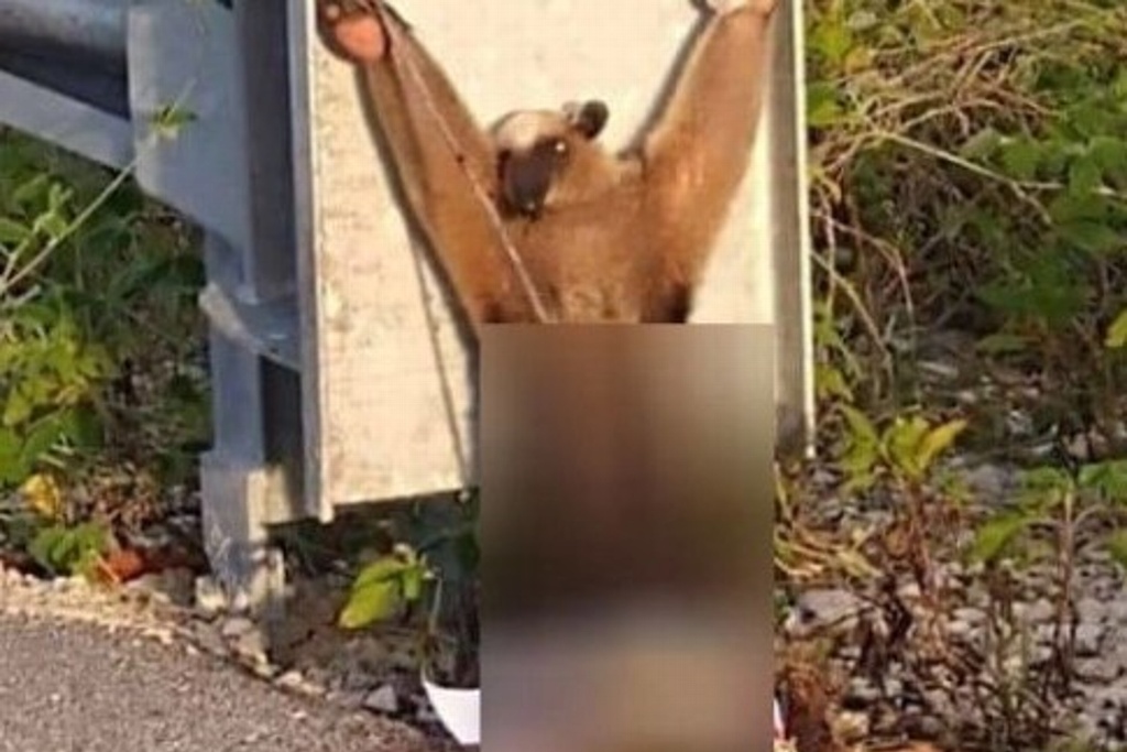 Imagen Encuentran oso hormiguero con signos de tortura en Yucatán