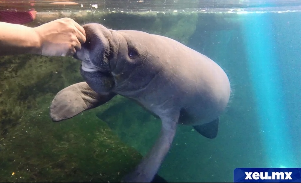 Imagen El manatí, una especie en peligro de extinción protegida por el Acuario de Veracruz