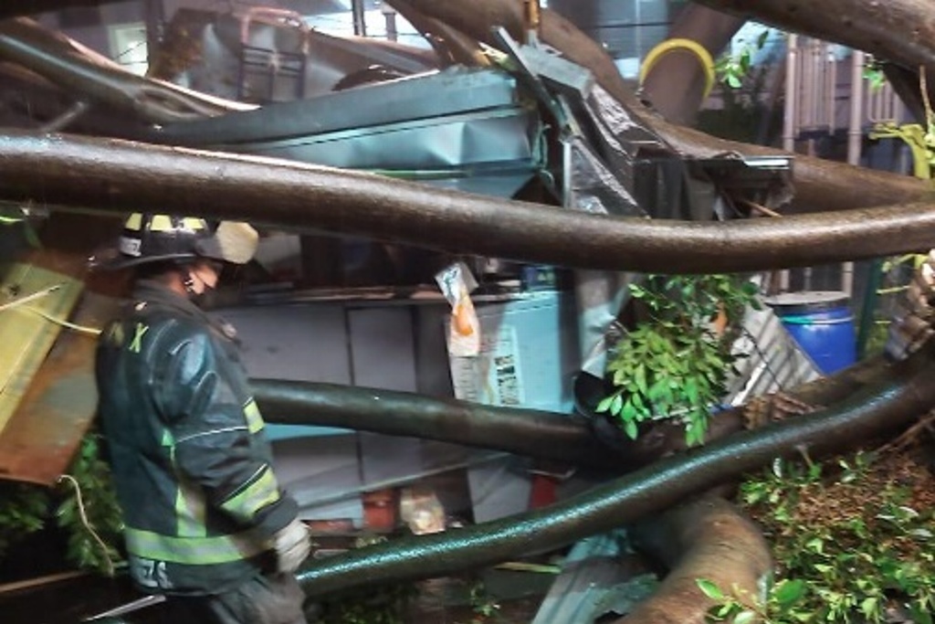 Imagen Caída de árbol en CDMX deja un muerto y tres heridos