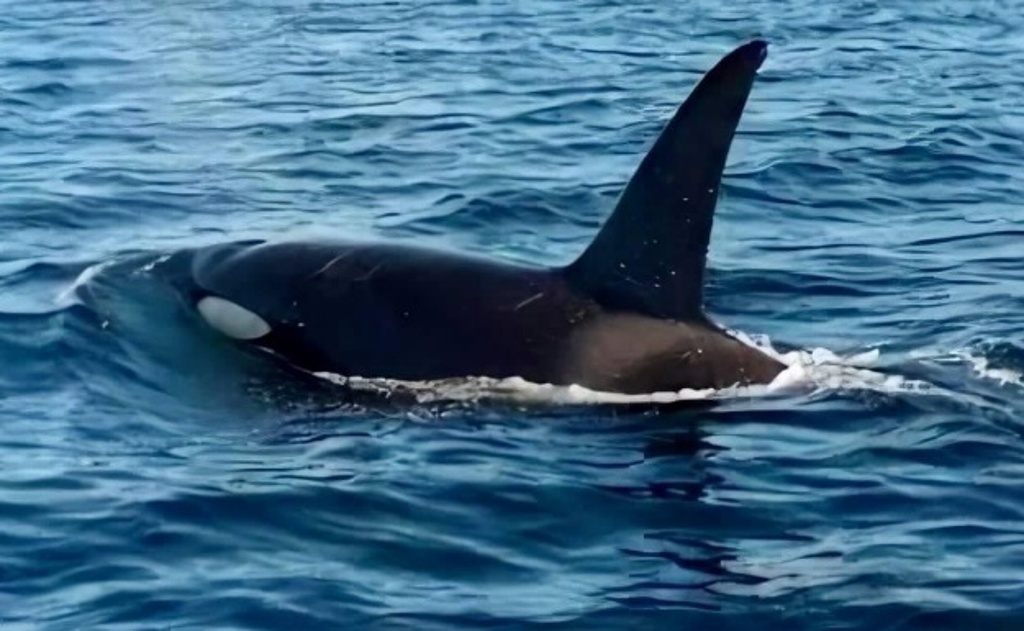 Imagen Captan familia de orcas en costas mexicanas