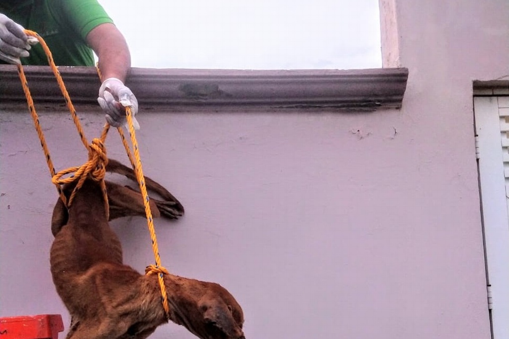 Imagen Perro abandonado recurre al canibalismo, asociación logra rescatarlo en Veracruz (Fotos)