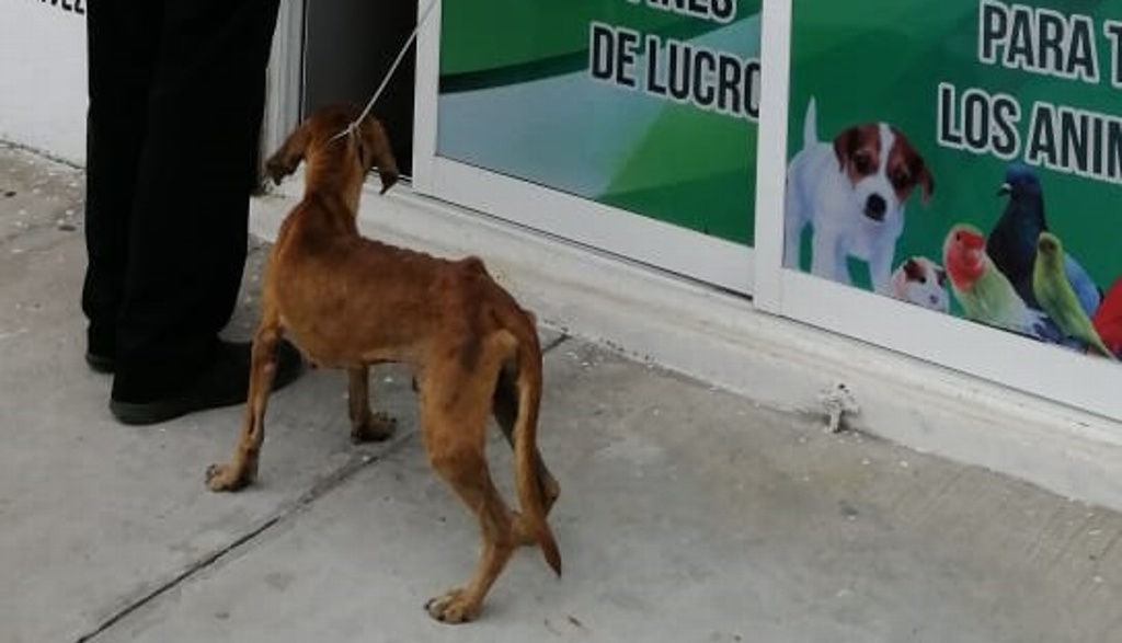 Imagen Perro rescatado en Veracruz que practicaba canibalismo 
