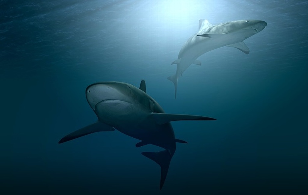 Imagen Advierten que vacunas contra COVID-19 amenazan a tiburones