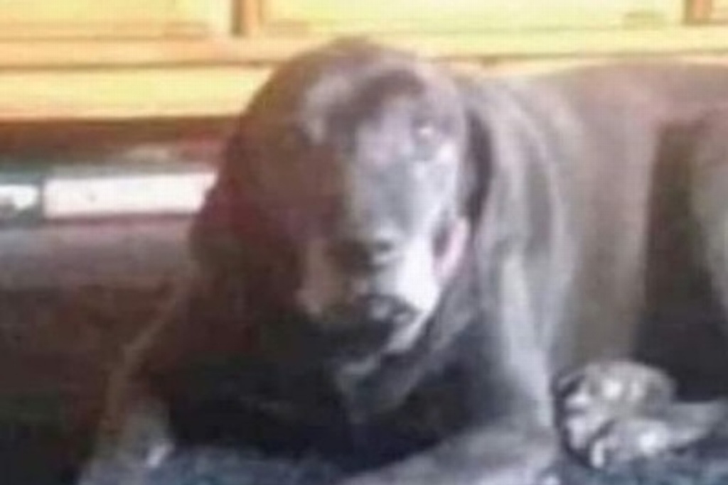 Imagen Se viraliza reto de imagen con niño o perro en redes sociales