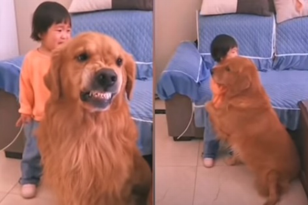 Imagen Se viraliza perrito defendiendo a niña de los regaños de su mamá (+video)