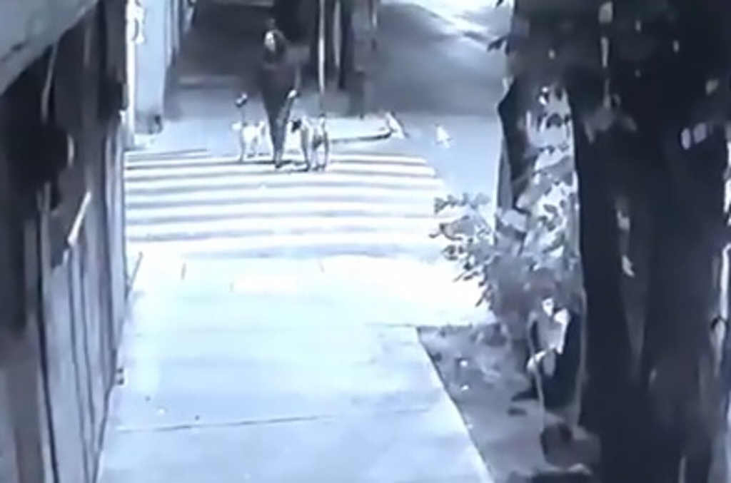Imagen Muere perrito tras ser atacado por pitbull y rottweiler (+Video)