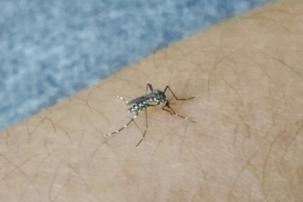Imagen Reiteran llamado a eliminar criaderos de mosquitos para evitar dengue en Medellín