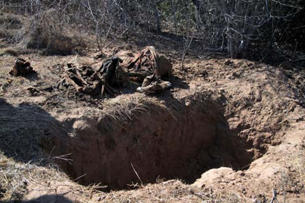 Imagen Hallan 7 nuevos cuerpos en fosas clandestinas de Veracruz