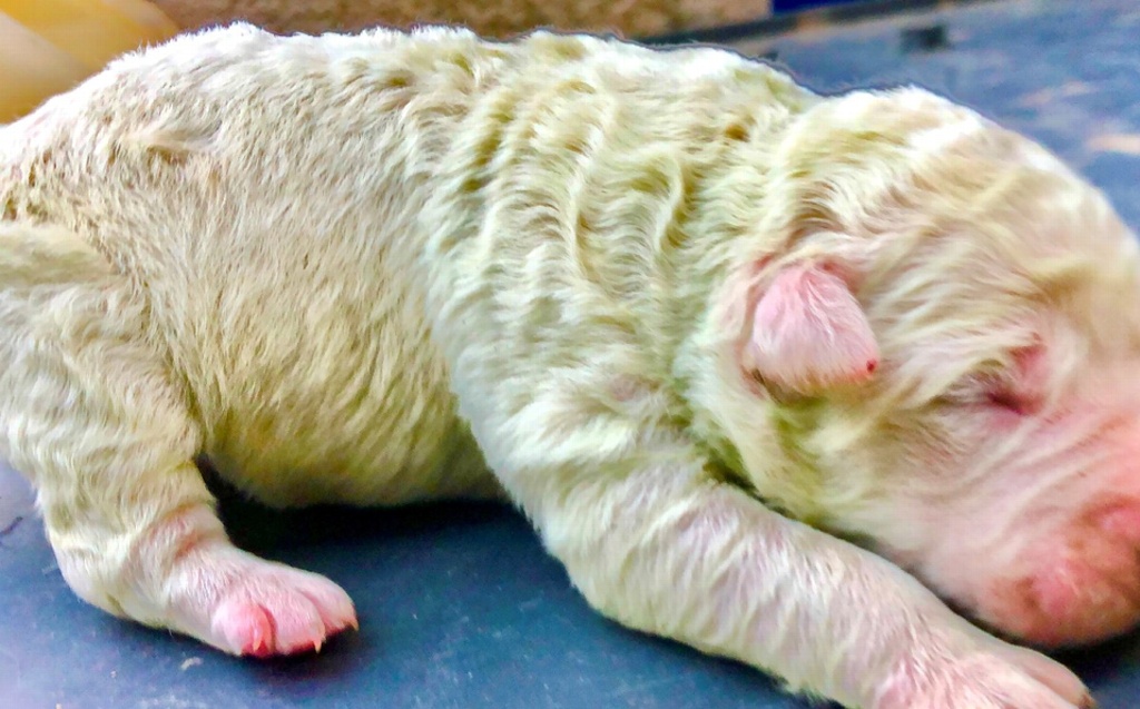 Imagen Nace perrito color verde en Italia; lo llaman 'Pistacho'