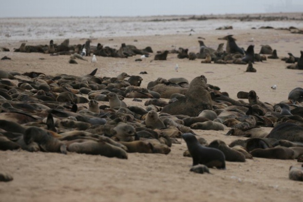 Imagen Hallan alrededor de 7 mil lobos marinos muertos por 