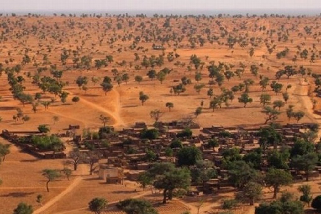 Imagen Descubren millones de árboles en el desierto del Sahara