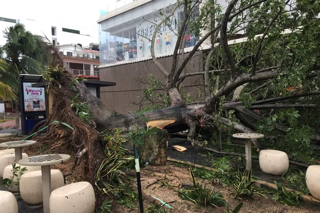 Imagen Cancelación de vuelos, apagones y arboles caídos deja huracán 