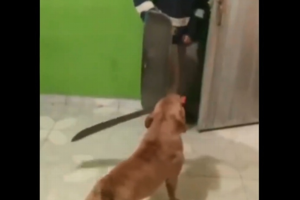 Imagen Perro 'ataca' con machete a un sujeto y se hace viral en redes (+Video)